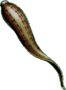pijawki radom